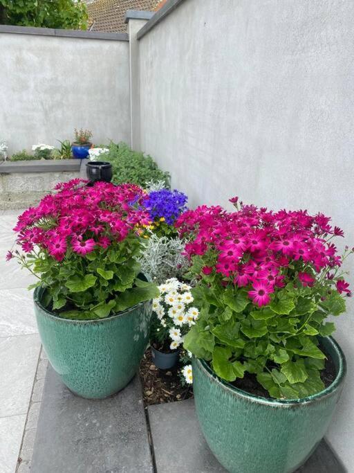 Luxury Holiday Rental With Sea Views On The Wild Atlantic Way Tralee Dış mekan fotoğraf